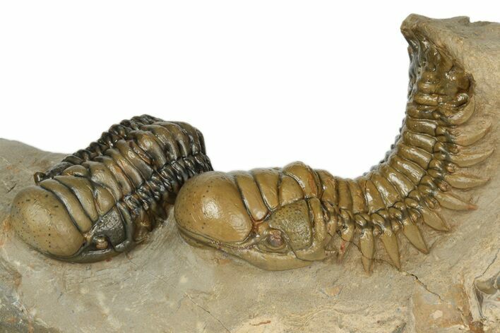 Gorgeous Pair Of Crotalocephalina Trilobites - Atchana, Morocco #189925